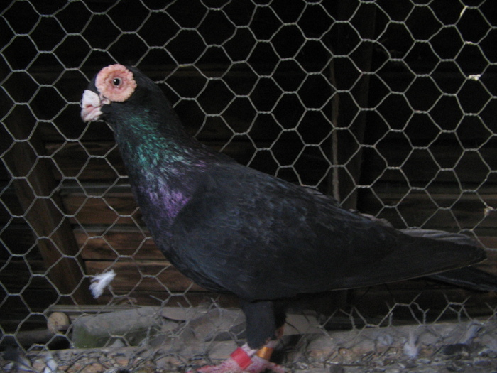 indian englez H 2005 M