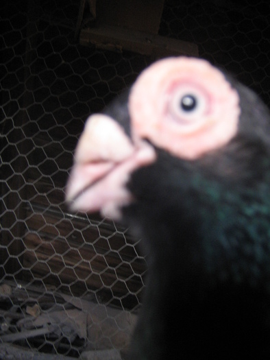 indian englez RO 2009 M