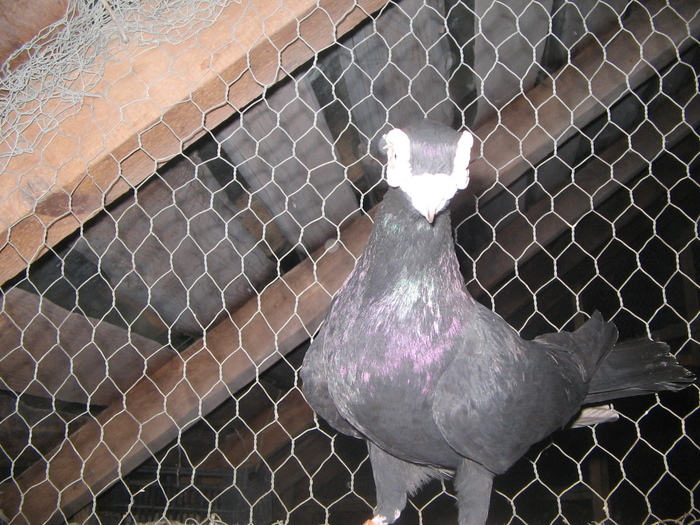 indian englez H 2005 M