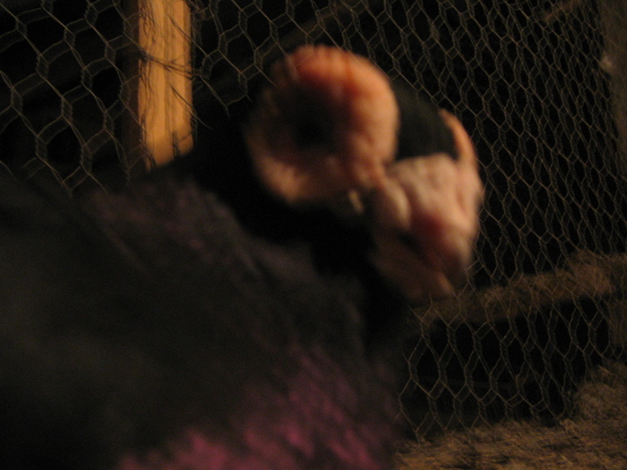 indian englez H 2005 M