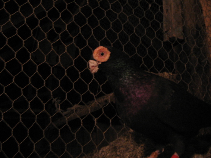 indian englez H 2005 M