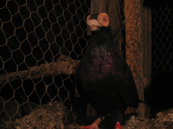 indian englez H 2005 M