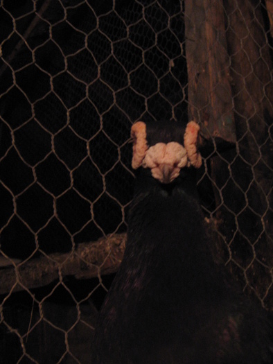 indian englez H 2005 M