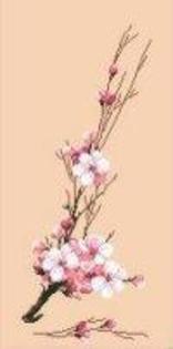 777-floare-de-cires-10527_big