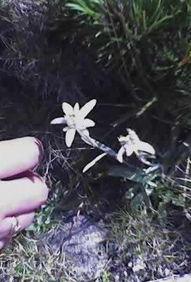 floare de colt
