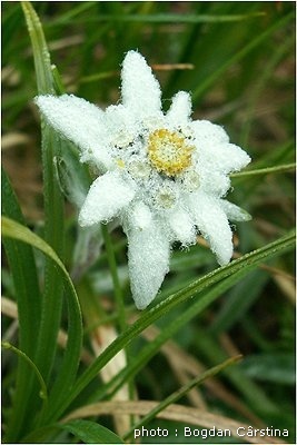 floare-de-colt - flori
