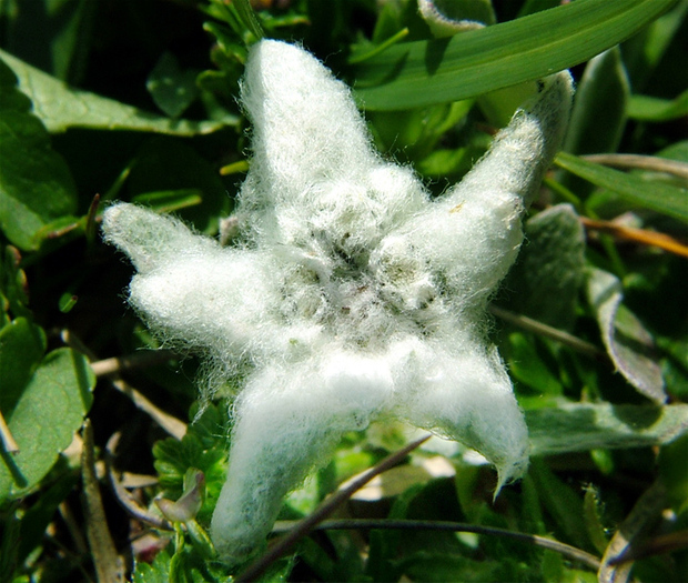 floare-de-colt-comentariile-nu-isi-au-rostul-8_3