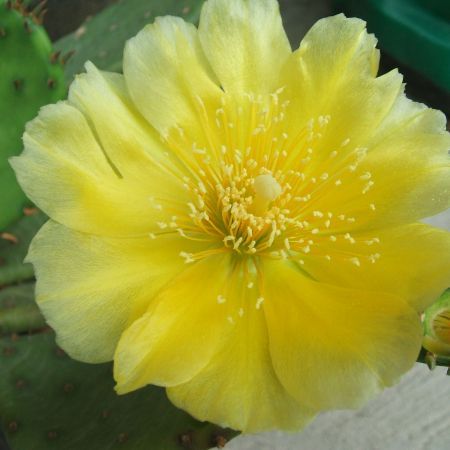 DSCF4396