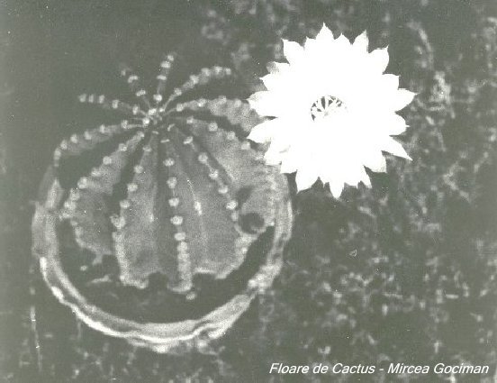 floare_de_cactus - flori