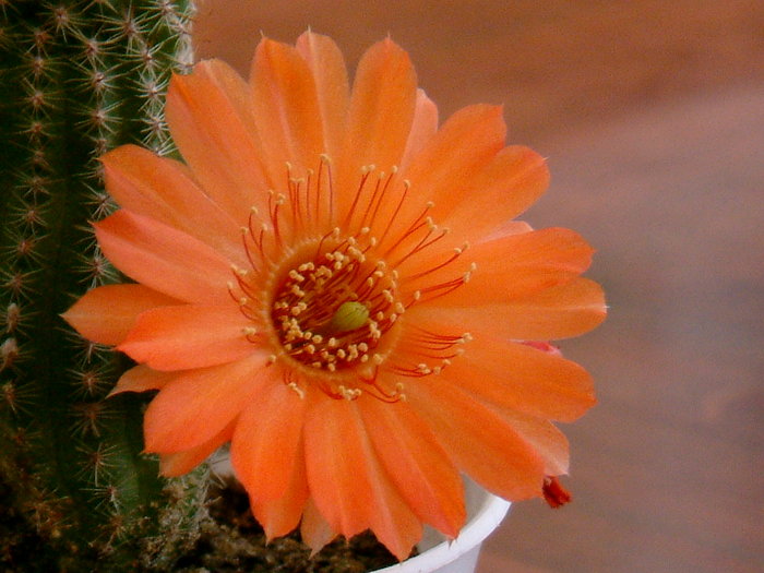 floare_de_cactus_2005 - flori