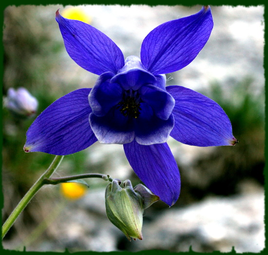 floare-albastra - flori