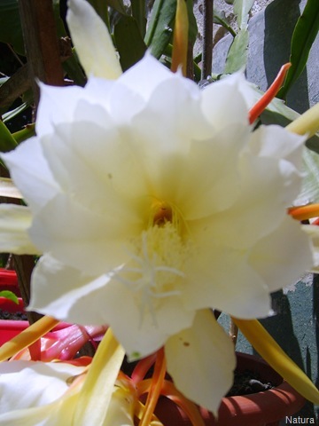 floare-de-cactus - flori