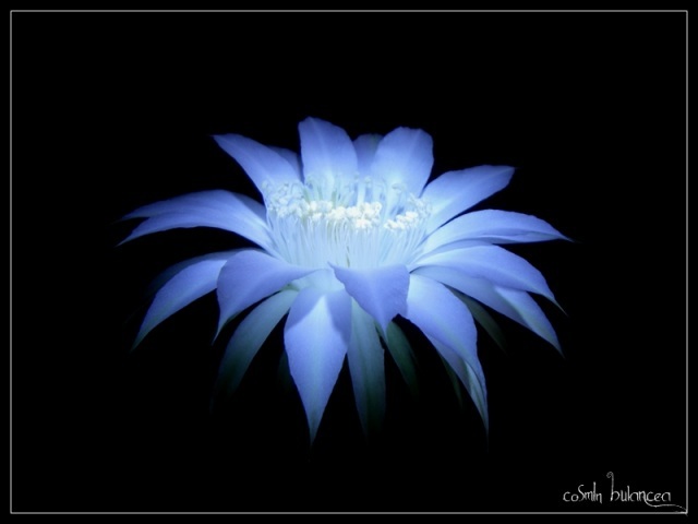 floare-de-cactus-1196-l
