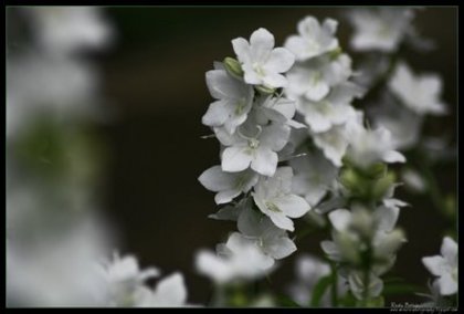 floare alba 3-b - flori