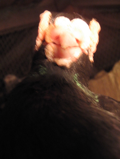 indian englez RO 2009 M