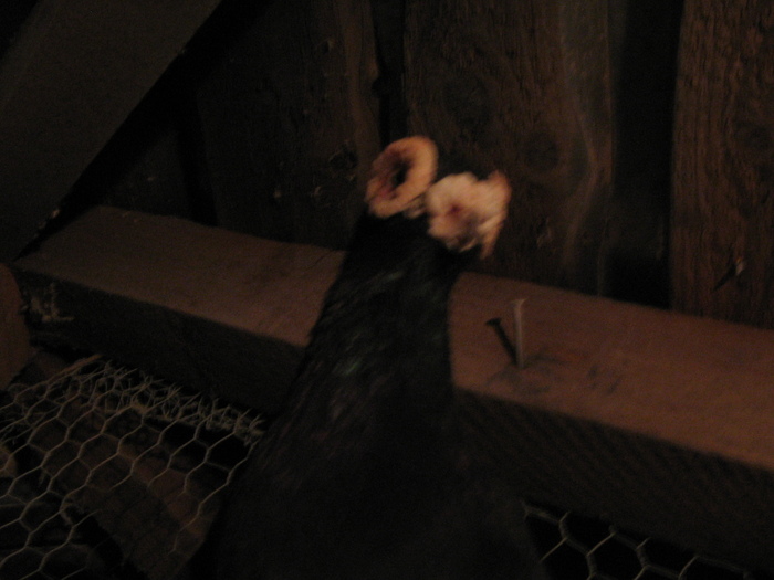 indian englez H 2005 M