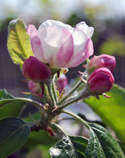 floare-de-mar - flori