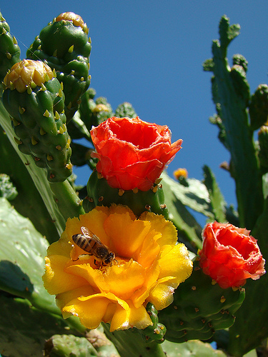floare-de-cactus - flori