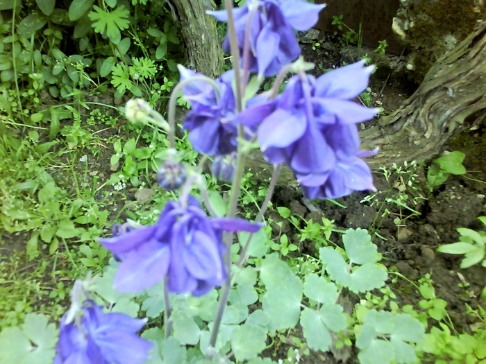 caldaruse-albastru batut - flori