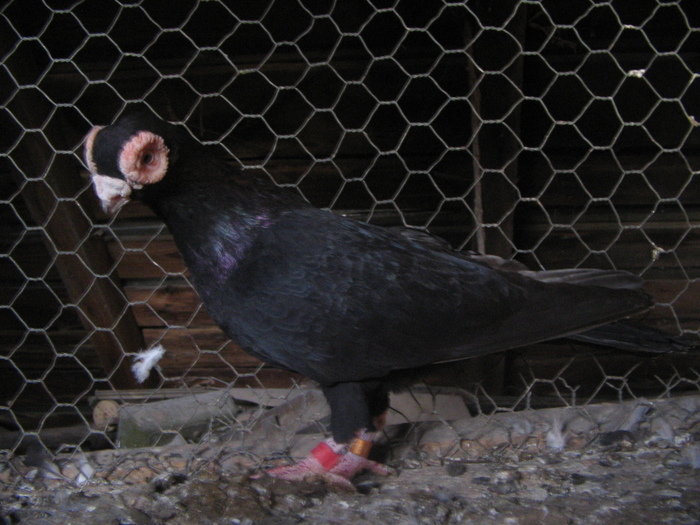 indian englez H 2005 M