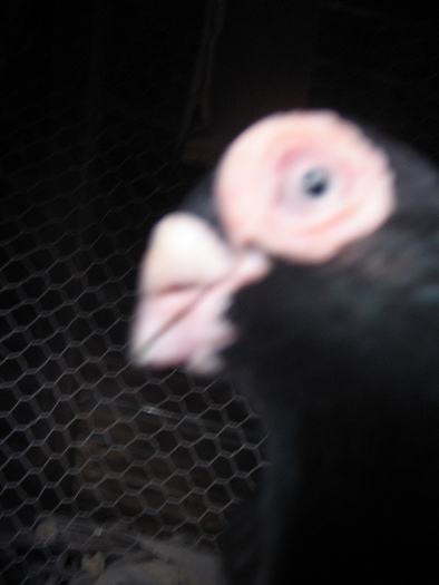 indian englez RO 2009 M