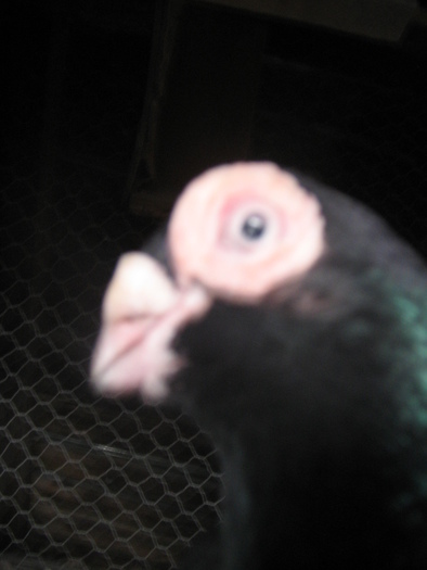 indian englez RO 2009 M