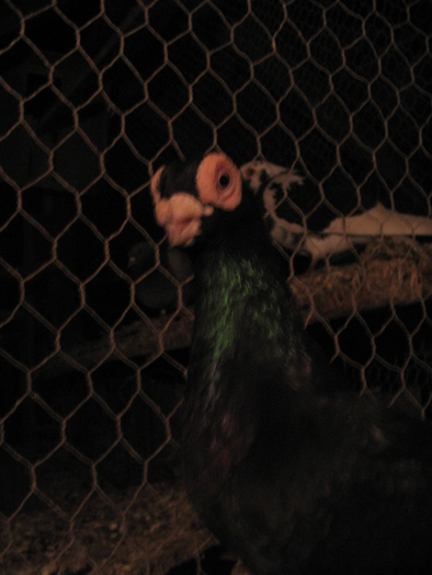 indian englez RO 2009 M