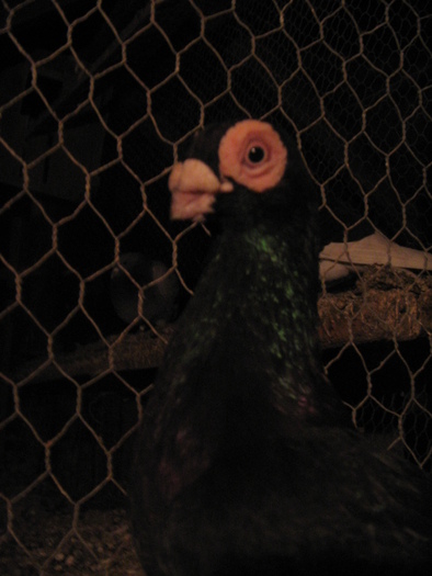 indian englez RO 2009 M