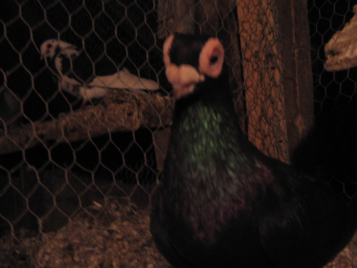 indian englez RO 2009 M