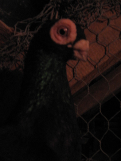 indian englez RO 2009 M