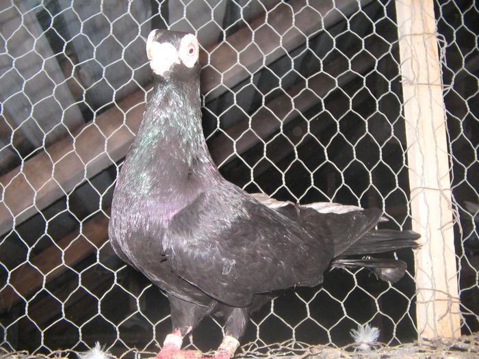 indian englez RO 2009 M