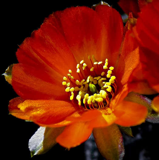 FILM-FLOAREA-DE-CACTUS-Buck - flori