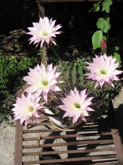 IMG_1743 - flori
