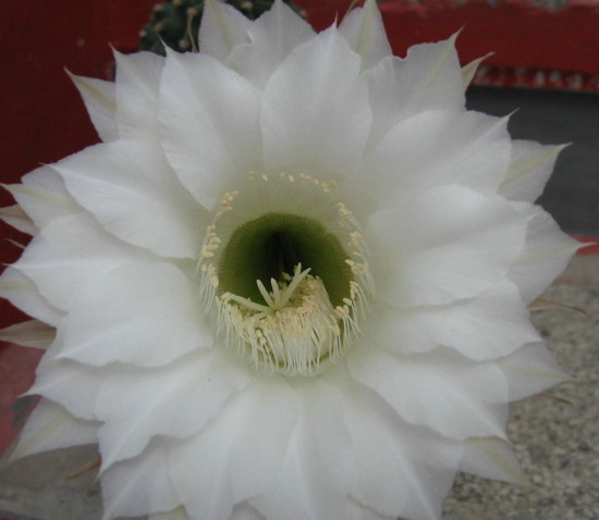 IMG_4908 - flori