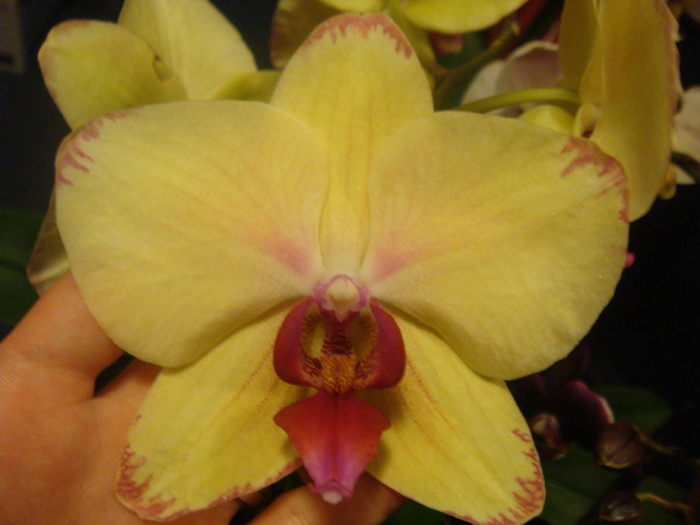 DSC01623 - Phalaenopsis