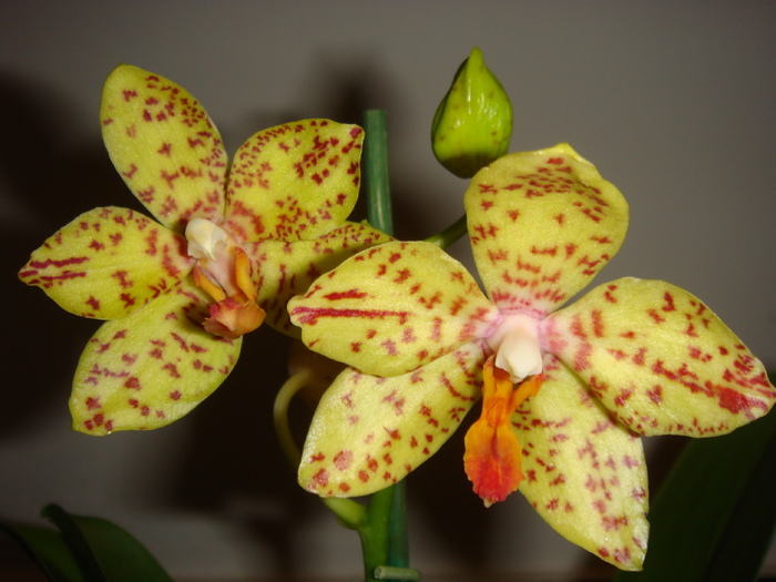 DSC01607 - Phalaenopsis