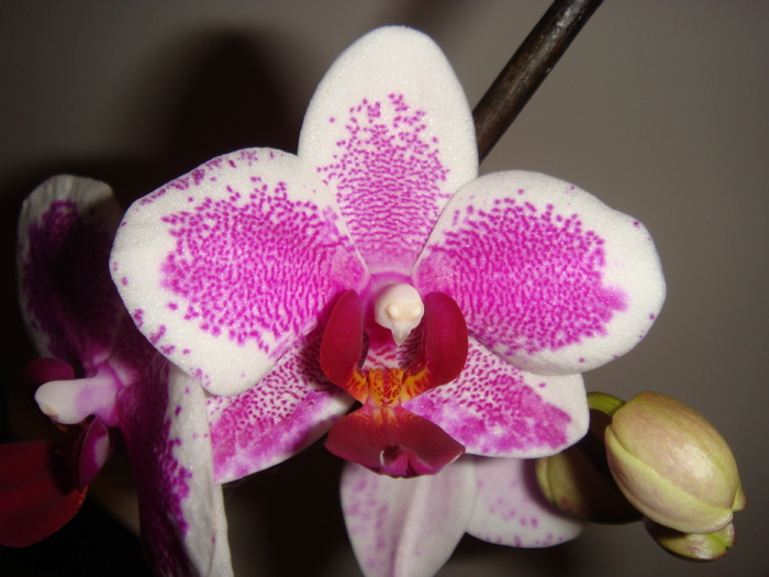 DSC01609 - Phalaenopsis