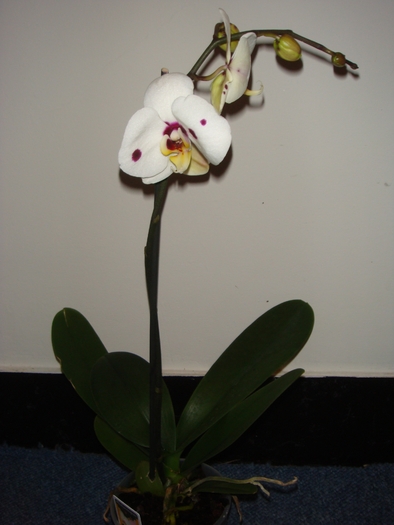 DSC01610 - Phalaenopsis