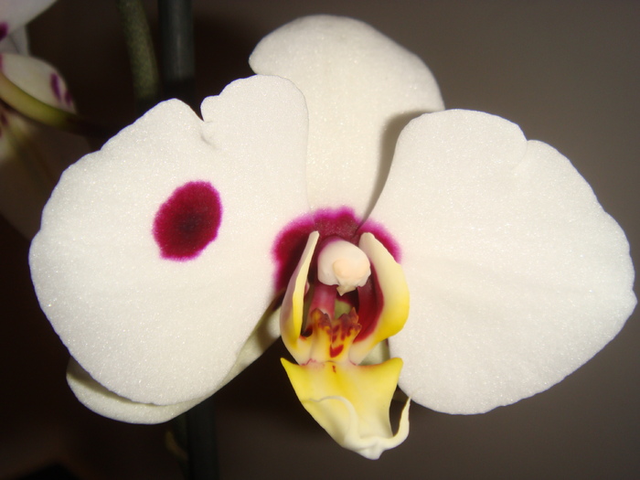 DSC01611 - Phalaenopsis