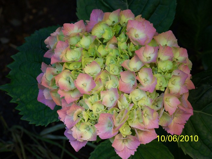 100_1597 - Hortensia