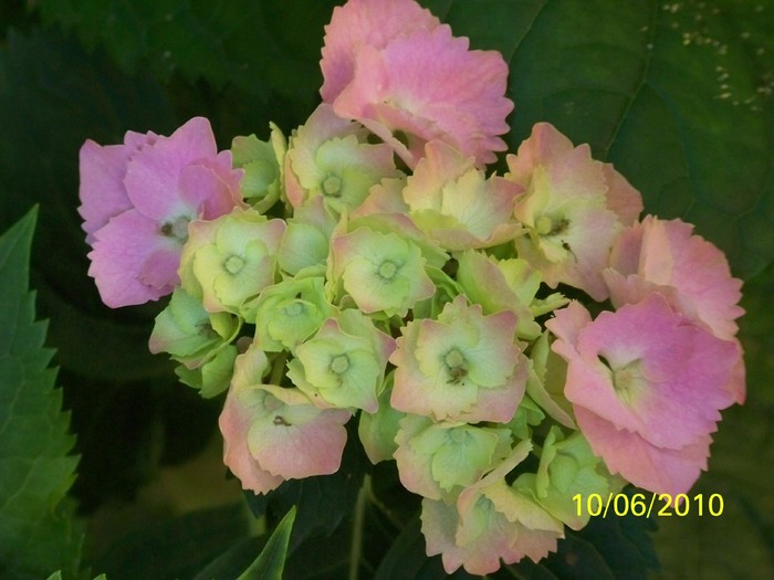 100_1599 - Hortensia