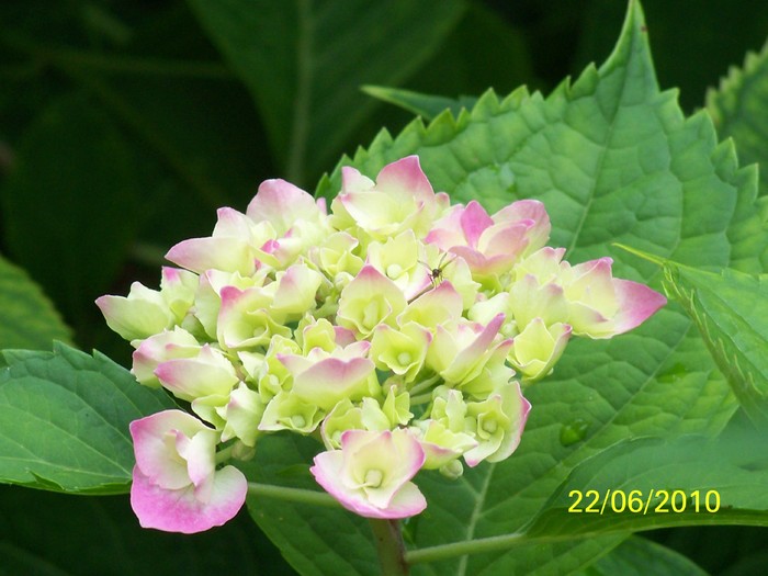100_3279 - Hortensia
