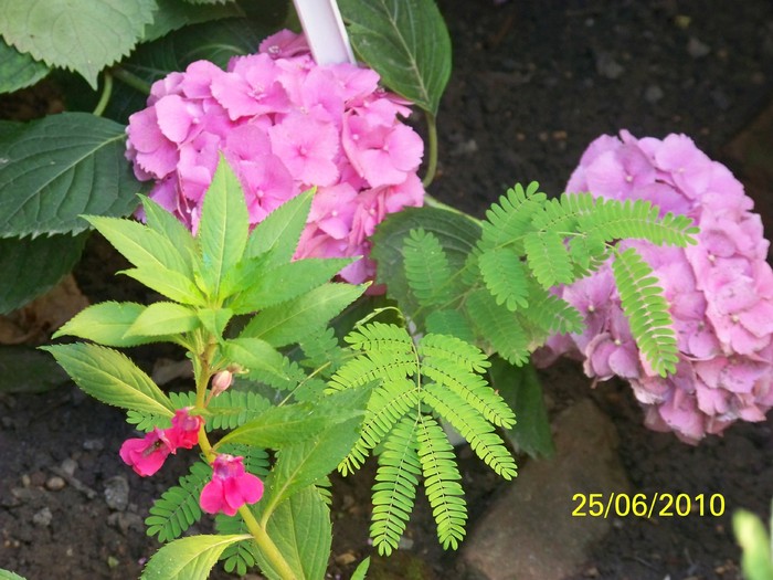 100_3480 - Hortensia