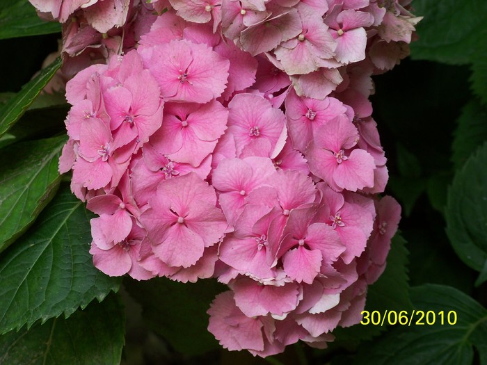 100_4241 - Hortensia
