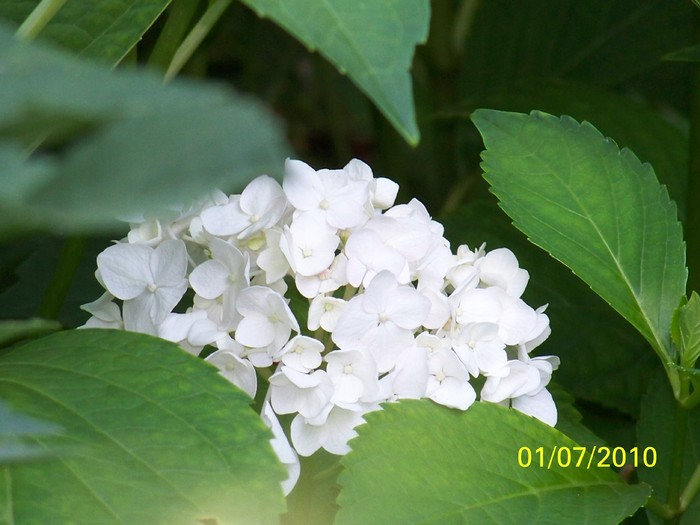 100_4279 - Hortensia