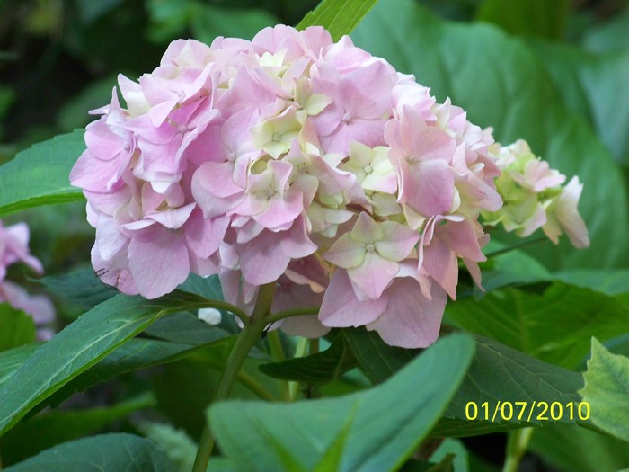 100_4299 - Hortensia