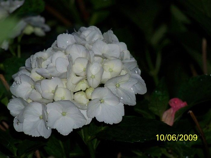 100_4308 - Hortensia