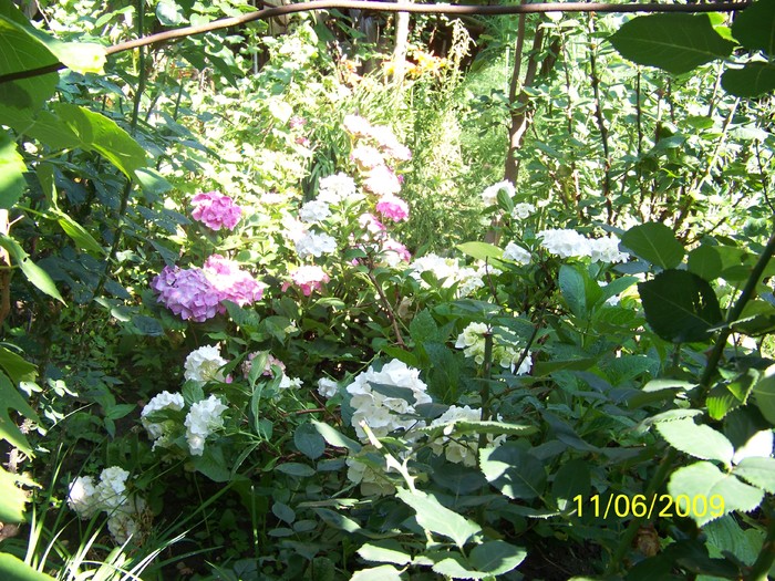 100_4324 - Hortensia