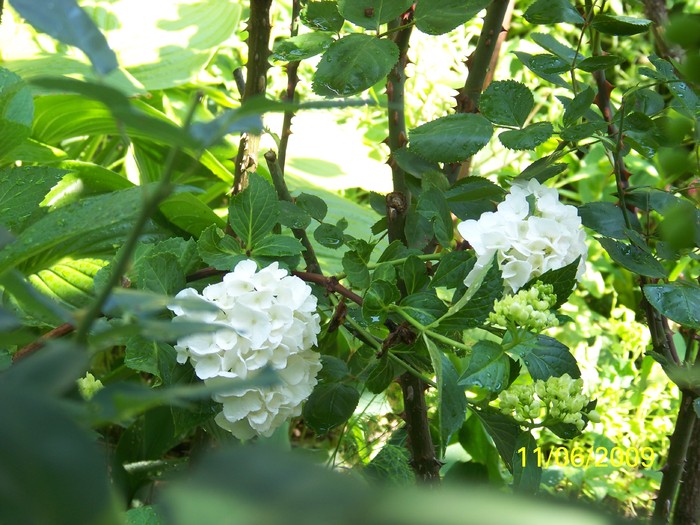 100_4325 - Hortensia