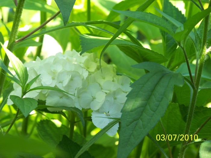 100_4471 - Hortensia